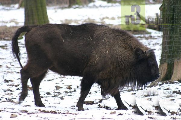 Tierische Begegnung: Bison im Wildpark Weiskirchen-Pattweiler.