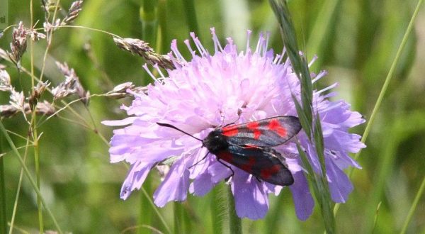 Naturschutzgebiet Eiderberg/Freudenburg