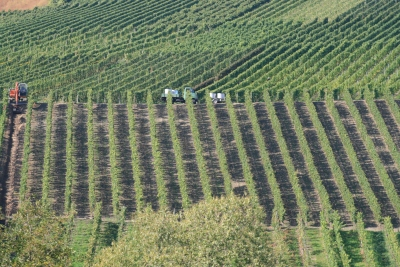 Weinlese an der Mittelmosel. Foto:regiodrei/hb