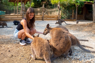 Im Zoo kann man die kleinen australischen Wallabys aus nächster Nähe erleben und im neuen Gehege aus der Hand zu füttern. Foto: © Zoo Amnéville