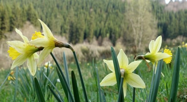 Narzissenwiesen in der Eifel
