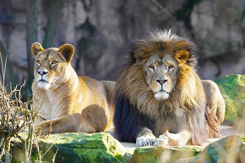 Die ZOOM Erlebniswelt Gelsenkirchen behauptet auch 2026 ihre Spitzenposition unter den deutschen Zoologischen Gärten. Foto: ZOOM Erlebniswelt