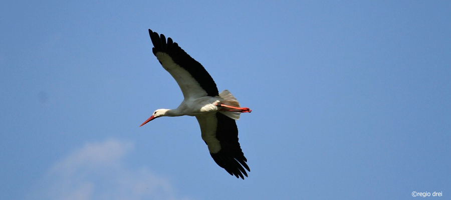 Storch