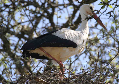 Eine Meldeaktion des NABU zeigt, in welchen Regionen der Weißstorch trotz Schnee und Frost bleibt und welche Muster sich dabei abzeichnen. Foto: regio drei/hb