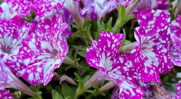Blumenmarkt in Merzig. Symbolfofo: regio drei