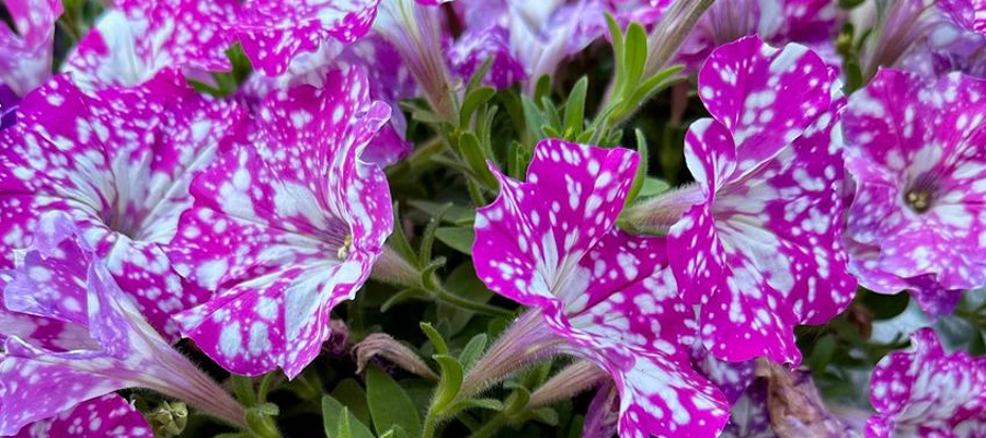 Blumenmarkt in Merzig. Symbolfofo: regio drei