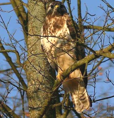 Zwischen Maifeiertag, Christi Himmelfahrt (14. Mai), Pfingsten (24./25. Mai) und dem Frühlingsende Mitte Juni listet der zentrale NABU-Terminkalender bundesweit mehr als 300 Vogelspaziergänge. Foto: regio drei/hb