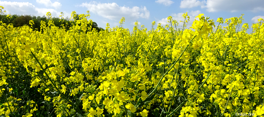 Rapsblüte/Foto: r3/hb